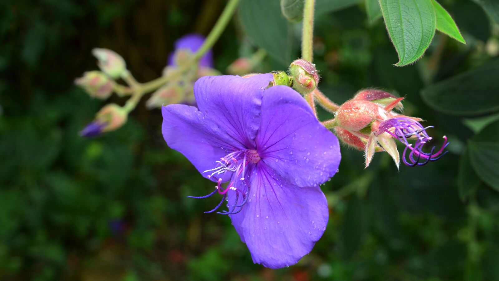 Nikon D5100 sample photo. Bauhinia blakeana, hong kong photography