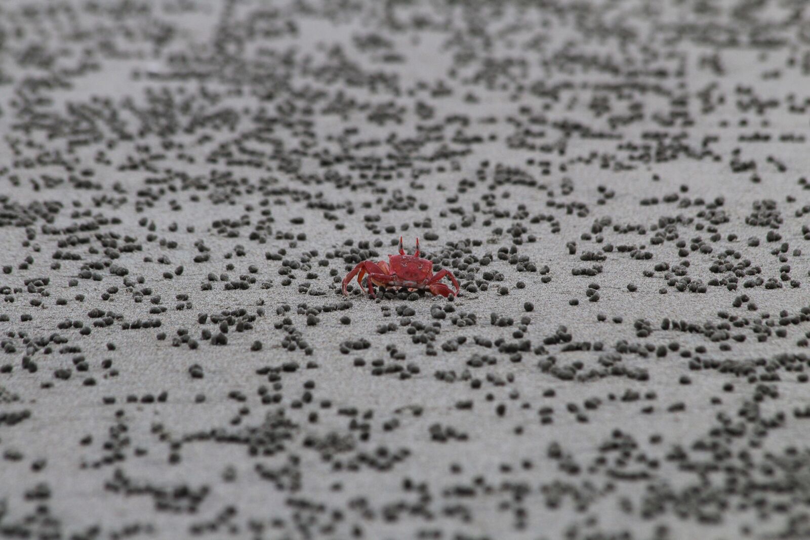 Canon EOS 1300D (EOS Rebel T6 / EOS Kiss X80) sample photo. Beach, crab, sand photography
