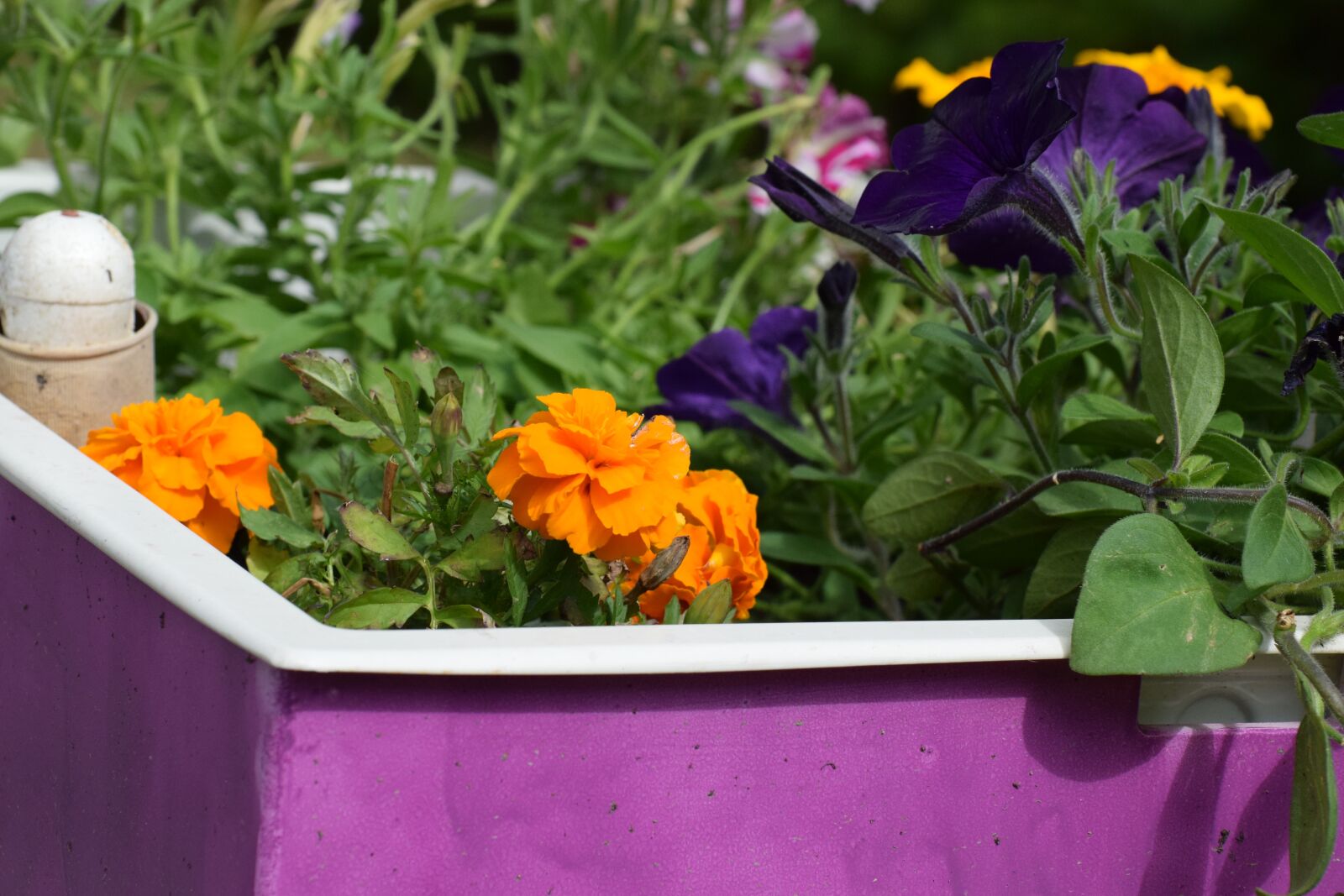Nikon D5300 sample photo. Flower boxes, yard, summer photography