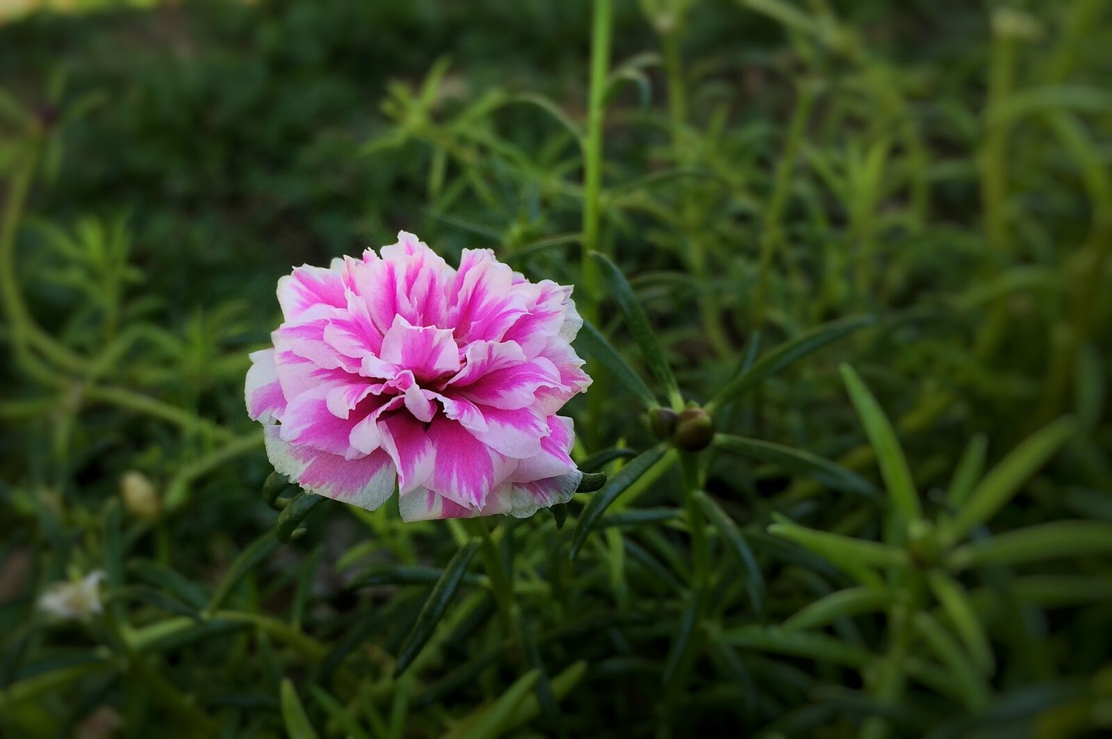Apple iPhone 6 sample photo. Portulaca grandiflora, indonesian, interest photography