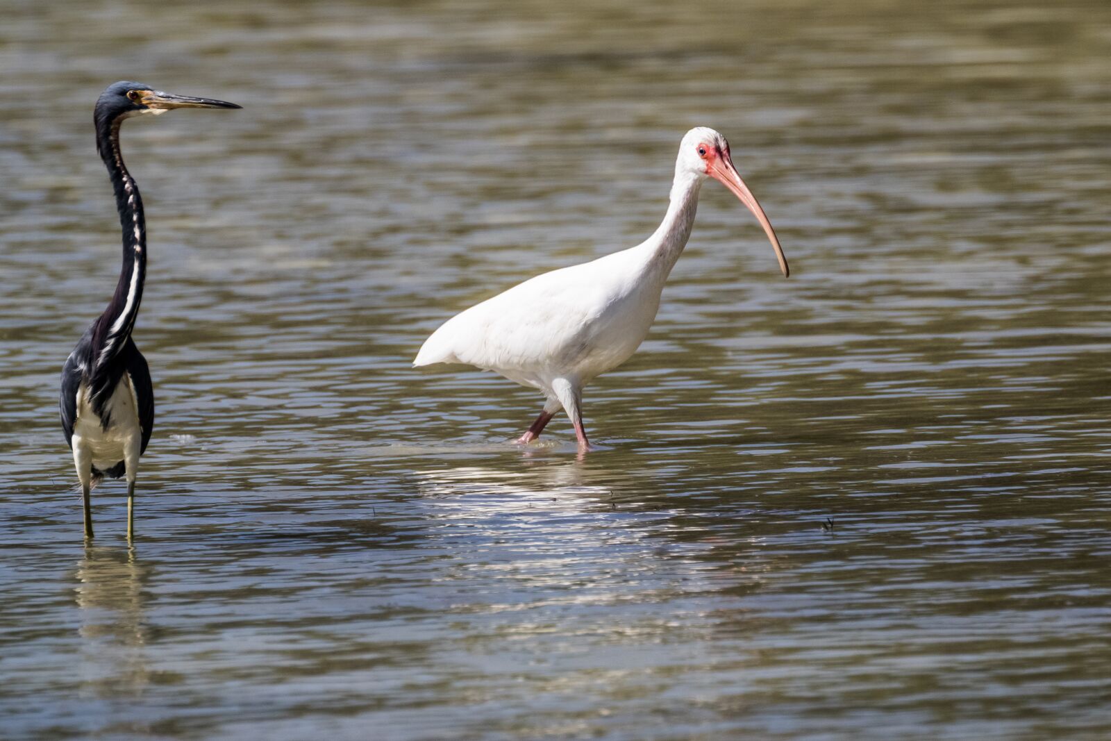 Canon EOS 7D Mark II sample photo. Cuba, cayo coco, coco photography