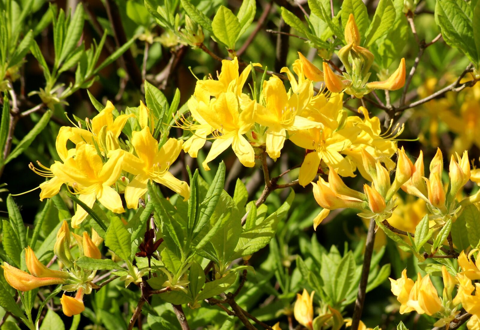 Canon EOS 1200D (EOS Rebel T5 / EOS Kiss X70 / EOS Hi) sample photo. Azalea, rhododendron, yellow flowers photography