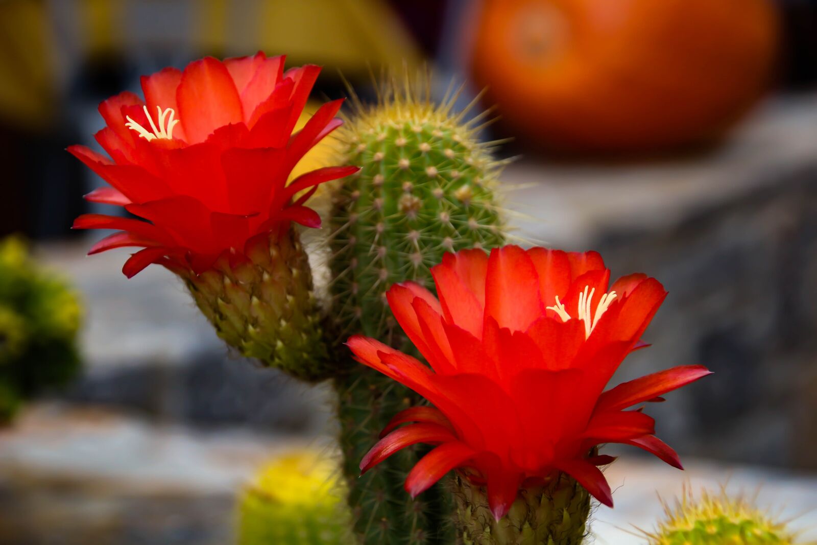 Canon EOS 700D (EOS Rebel T5i / EOS Kiss X7i) sample photo. Flower, cactus, red photography