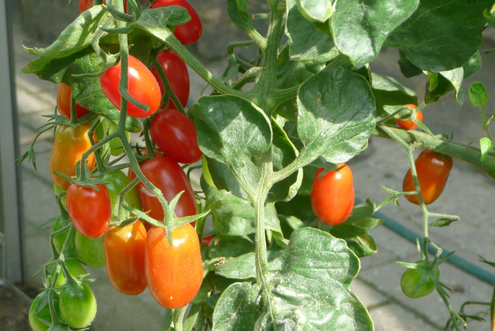 Panasonic DMC-TZ3 sample photo. Tomato, vine-ripened tomato, fresh photography