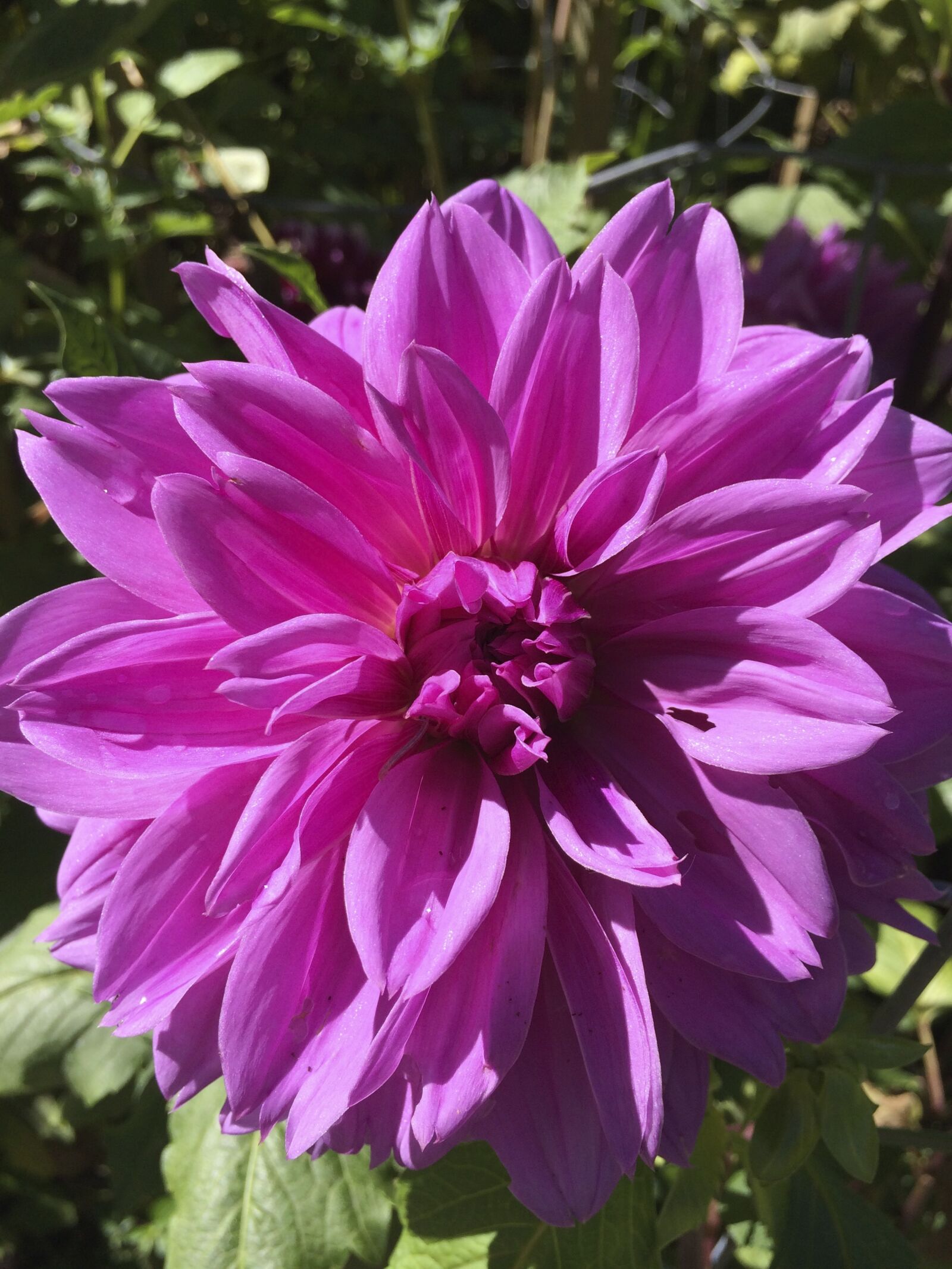 Apple iPhone 5s sample photo. Flower, magenta, pink photography
