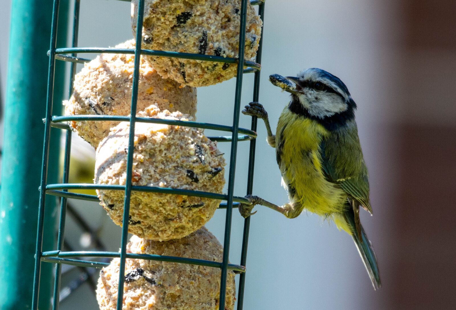 Nikon D7100 sample photo. Bird, bluetit, garden photography