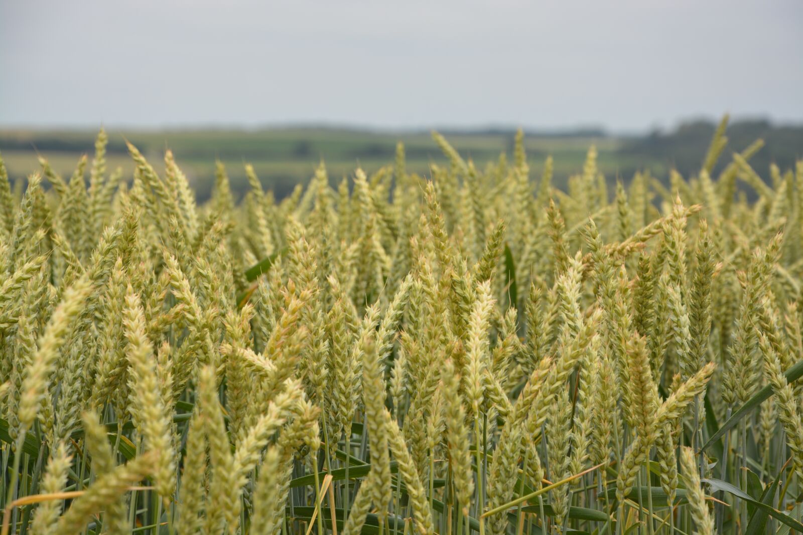 Nikon D5200 sample photo. Wheats, agricultural, cultures photography