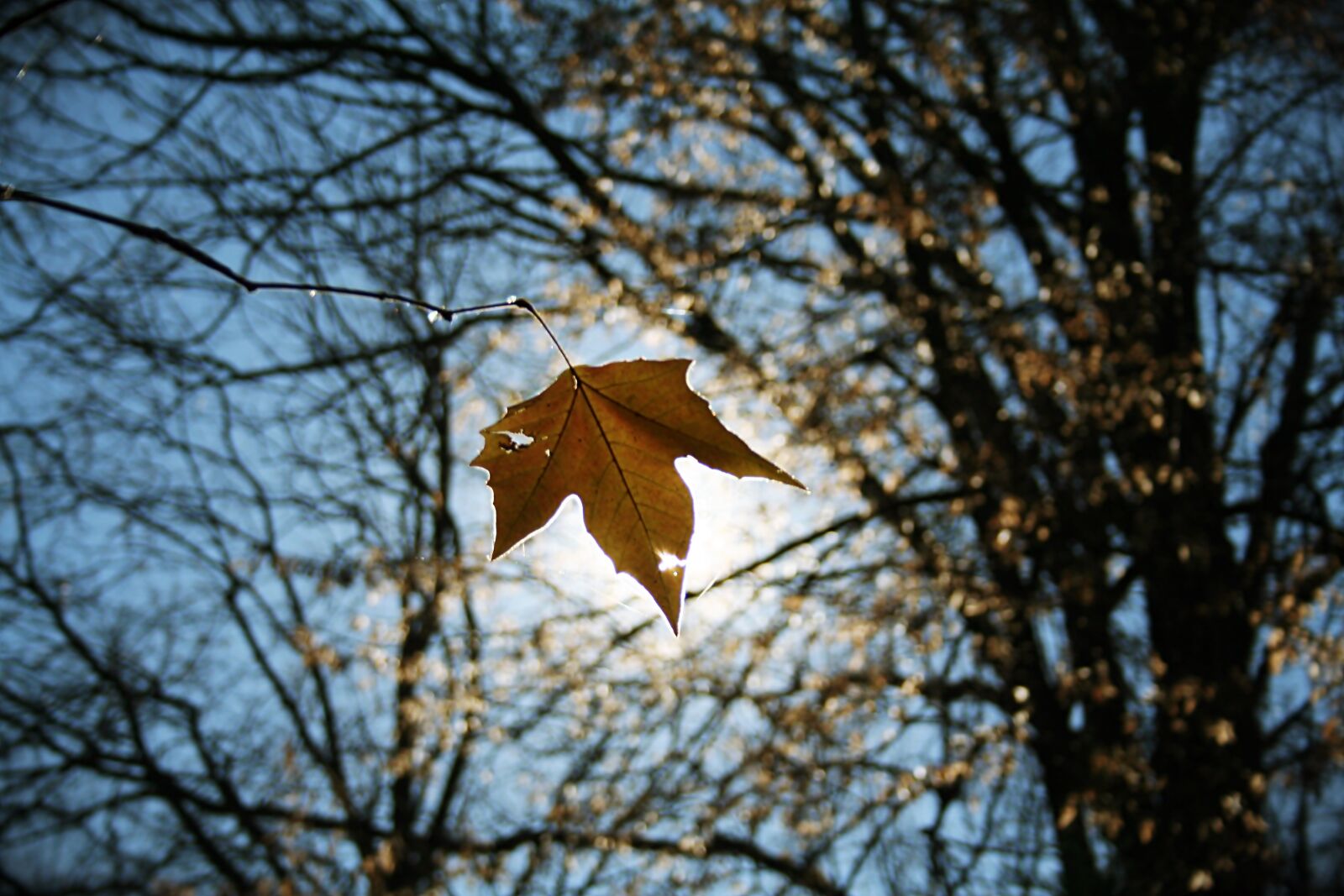 Canon EOS 350D (EOS Digital Rebel XT / EOS Kiss Digital N) sample photo. Leaf, sun, yellow photography