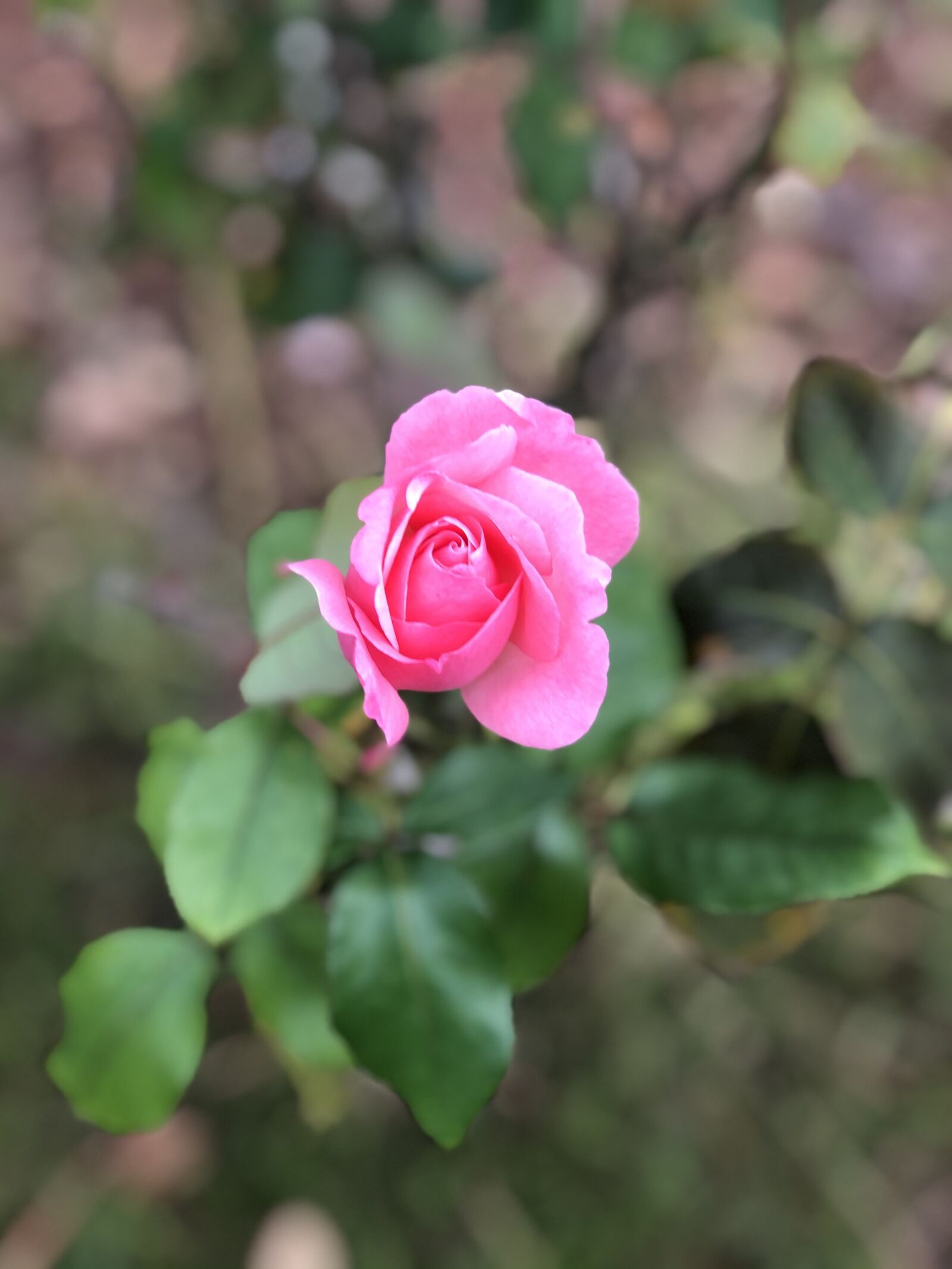 iPhone X back dual camera 6mm f/2.4 sample photo. Rose, flower, bloom photography