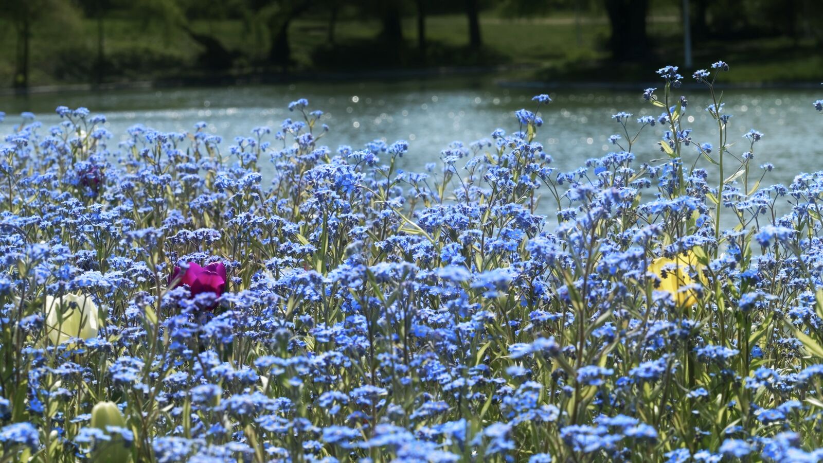 Nikon D5300 sample photo. Flowers, nature, spring photography