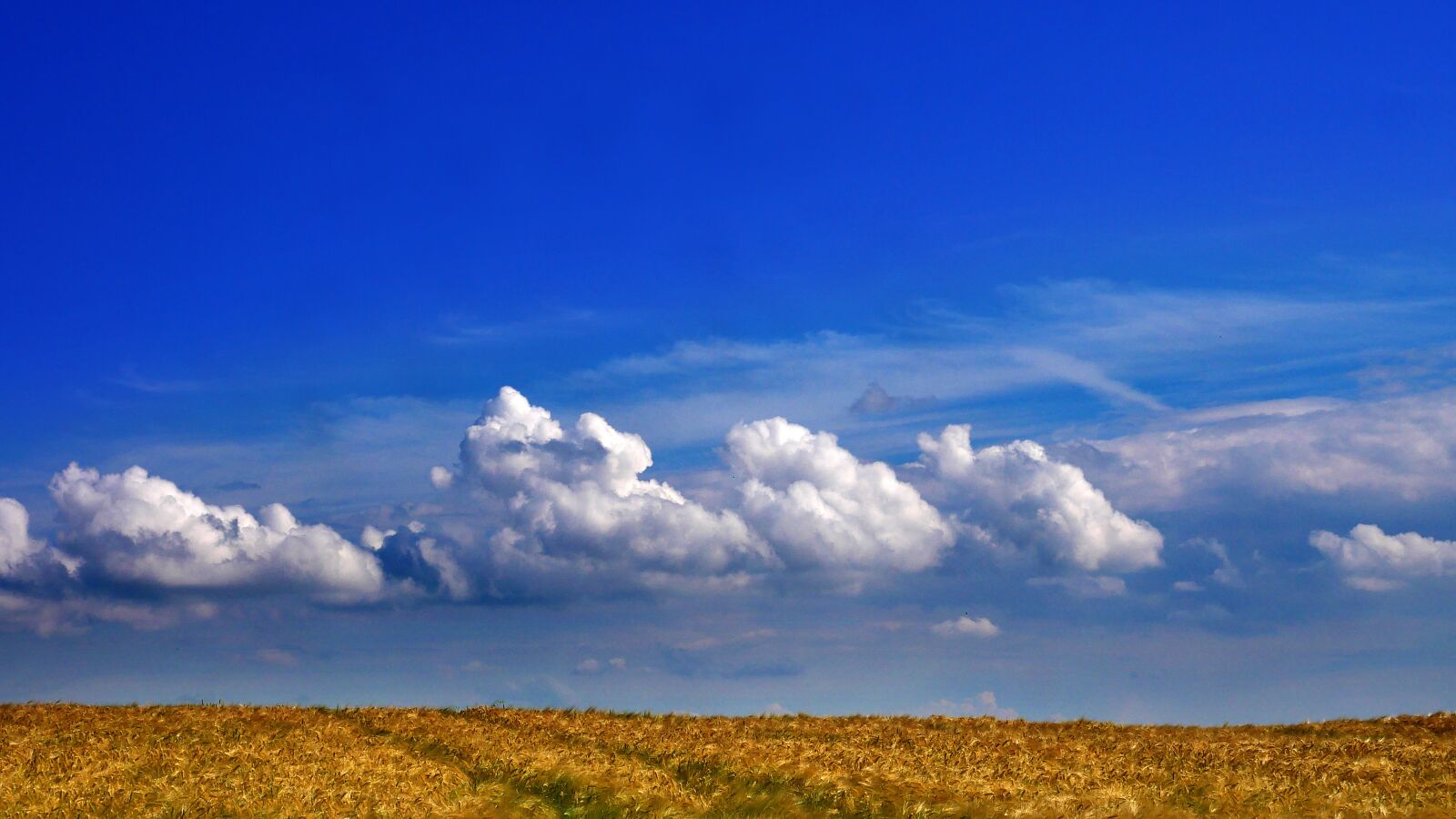 Panasonic Lumix DMC-GX85 (Lumix DMC-GX80 / Lumix DMC-GX7 Mark II) sample photo. Barley, blue, agriculture photography