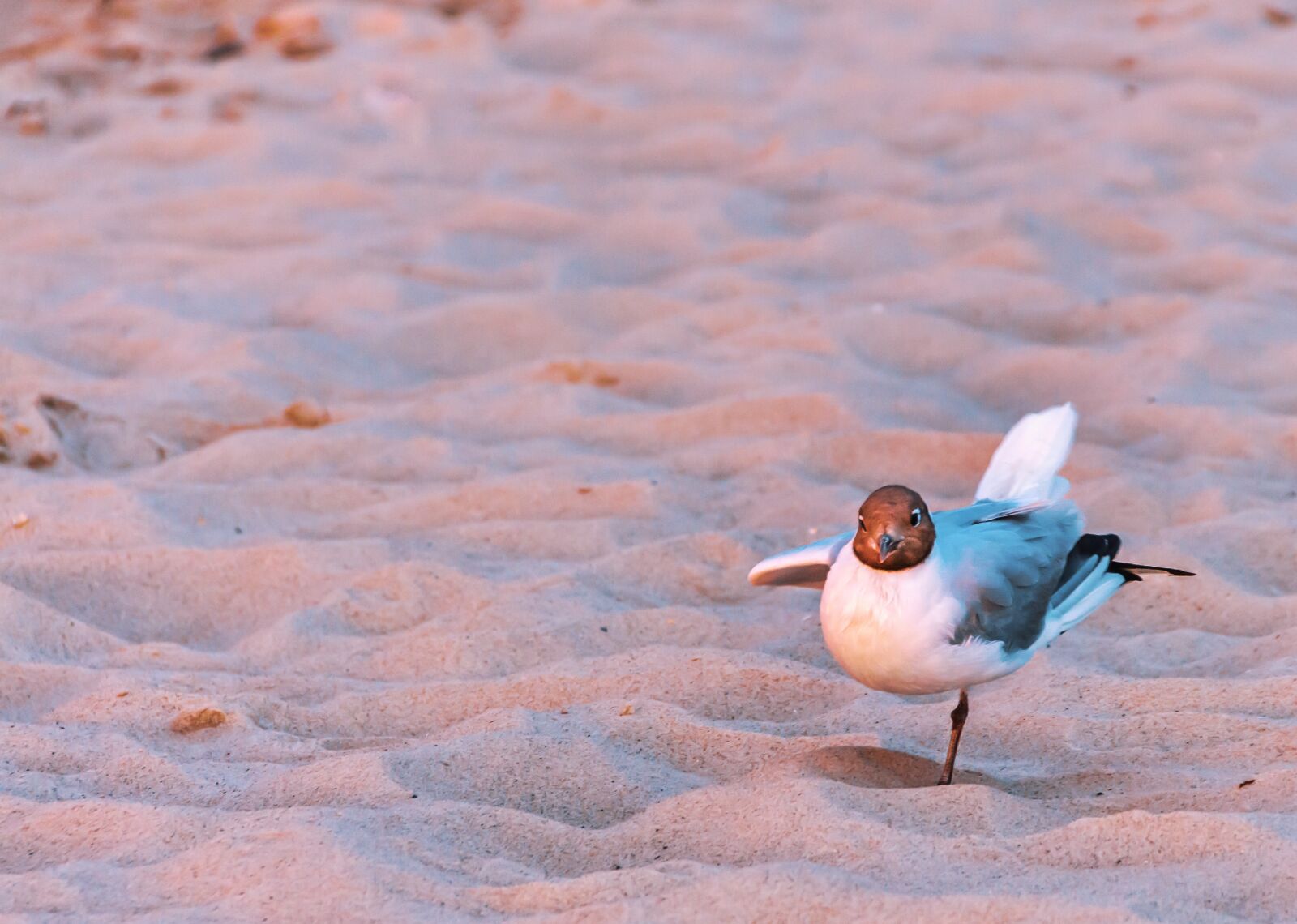 Canon EOS 650D (EOS Rebel T4i / EOS Kiss X6i) sample photo. Seagull, beach, sand photography