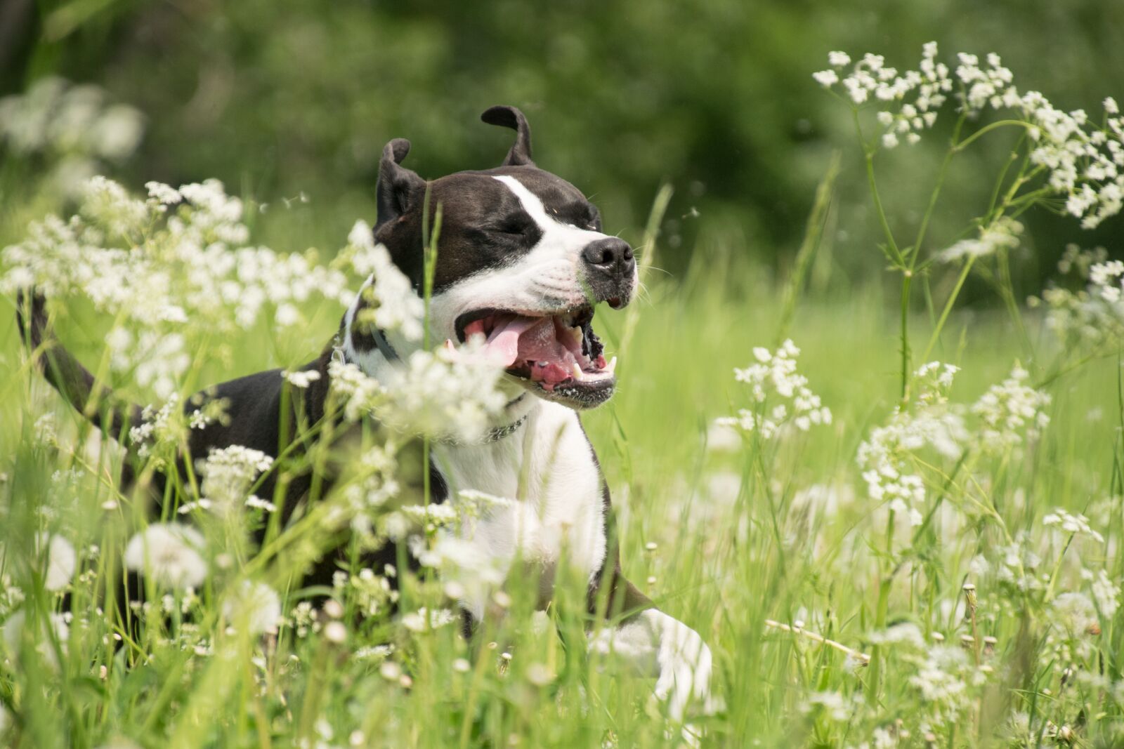 Nikon D3300 sample photo. Dog, race, tongue photography