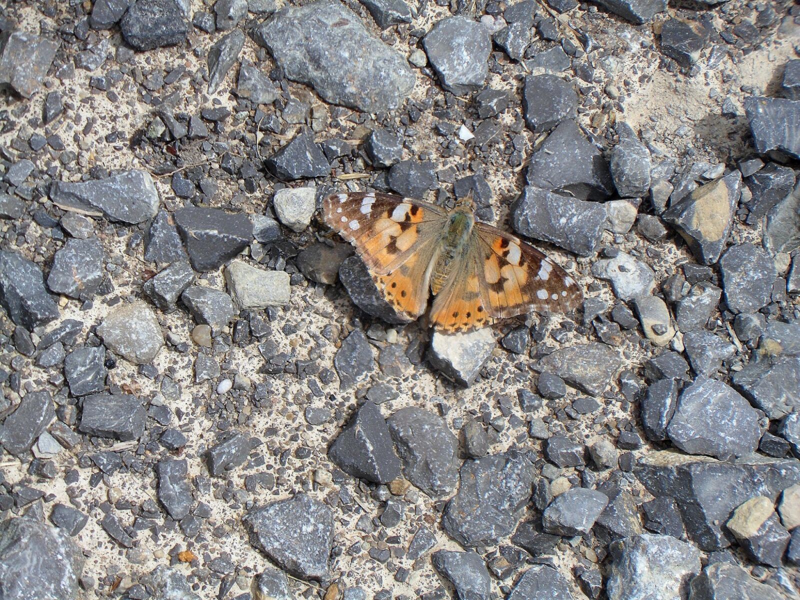 Samsung PL210, PL211 / VLUU PL210, PL211 sample photo. Butterfly, insect, animal photography