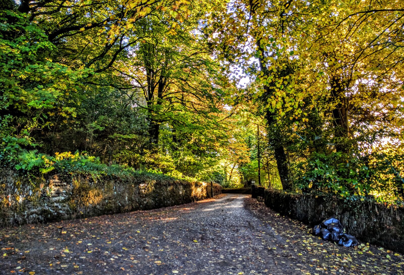Google Nexus 6P sample photo. Road, trees, autumn photography