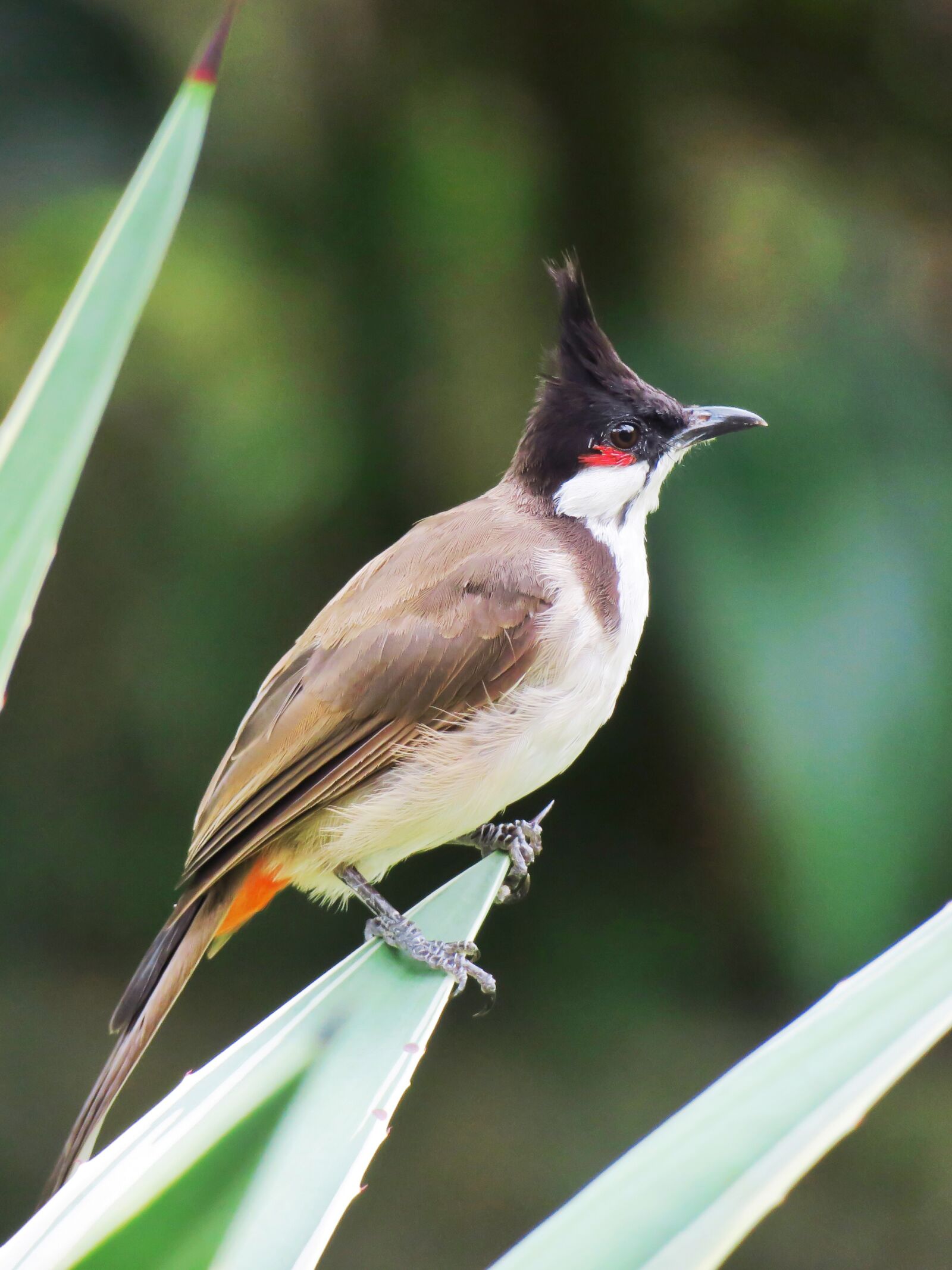 Canon PowerShot G3 X sample photo. Bird, plant, animal photography