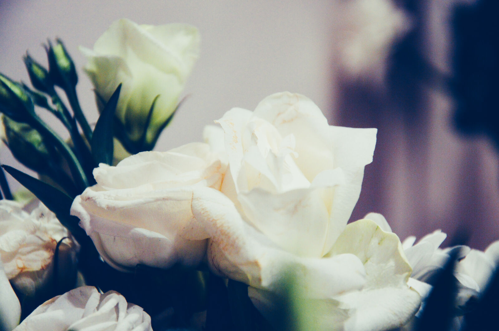 Nikon D3200 sample photo. Bloom, blossom, bouquet, flora photography
