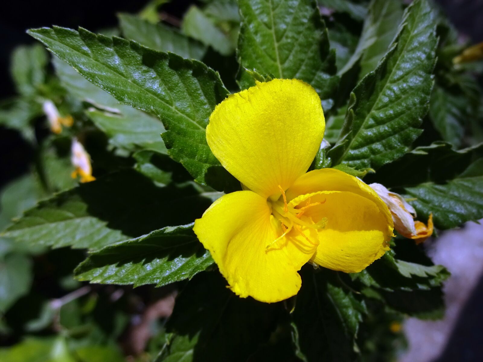 Sony Cyber-shot DSC-WX220 sample photo. Begonia, flower, yellow photography