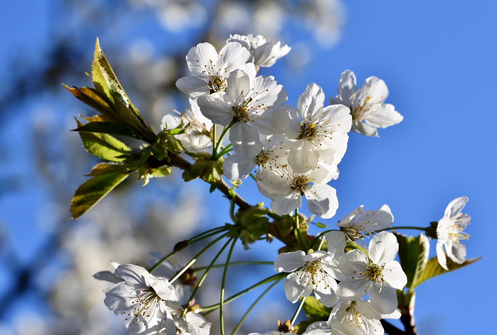 Nikon D7200 sample photo. Ornamental cherry, cherry blossoms photography