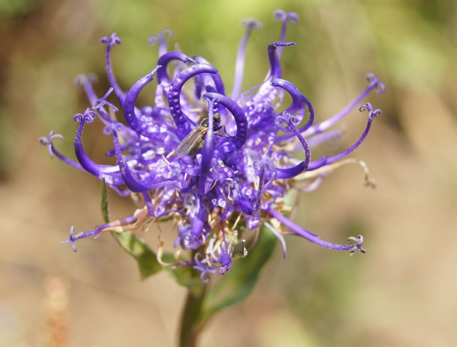 Sony SLT-A55 (SLT-A55V) sample photo. Devil's claw, alpine flower photography