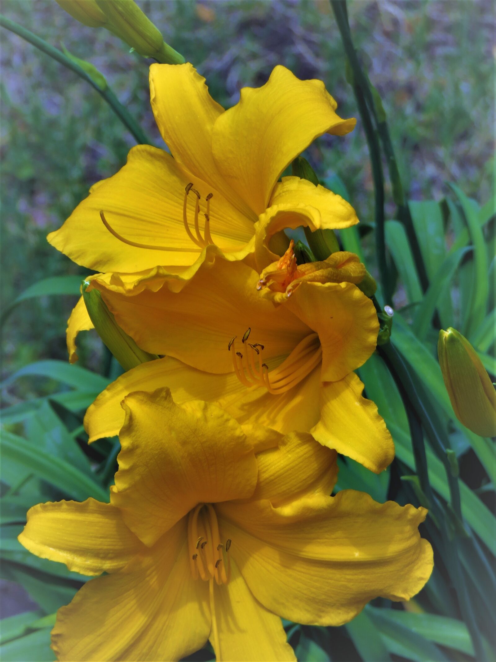 Canon PowerShot SX50 HS sample photo. Flowers, yellow, garden photography