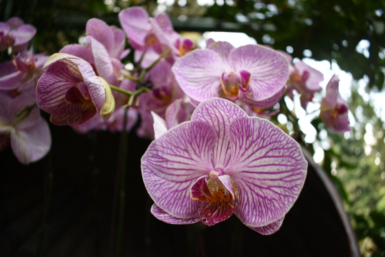 Nikon D3400 sample photo. Orchid, flower, pink photography