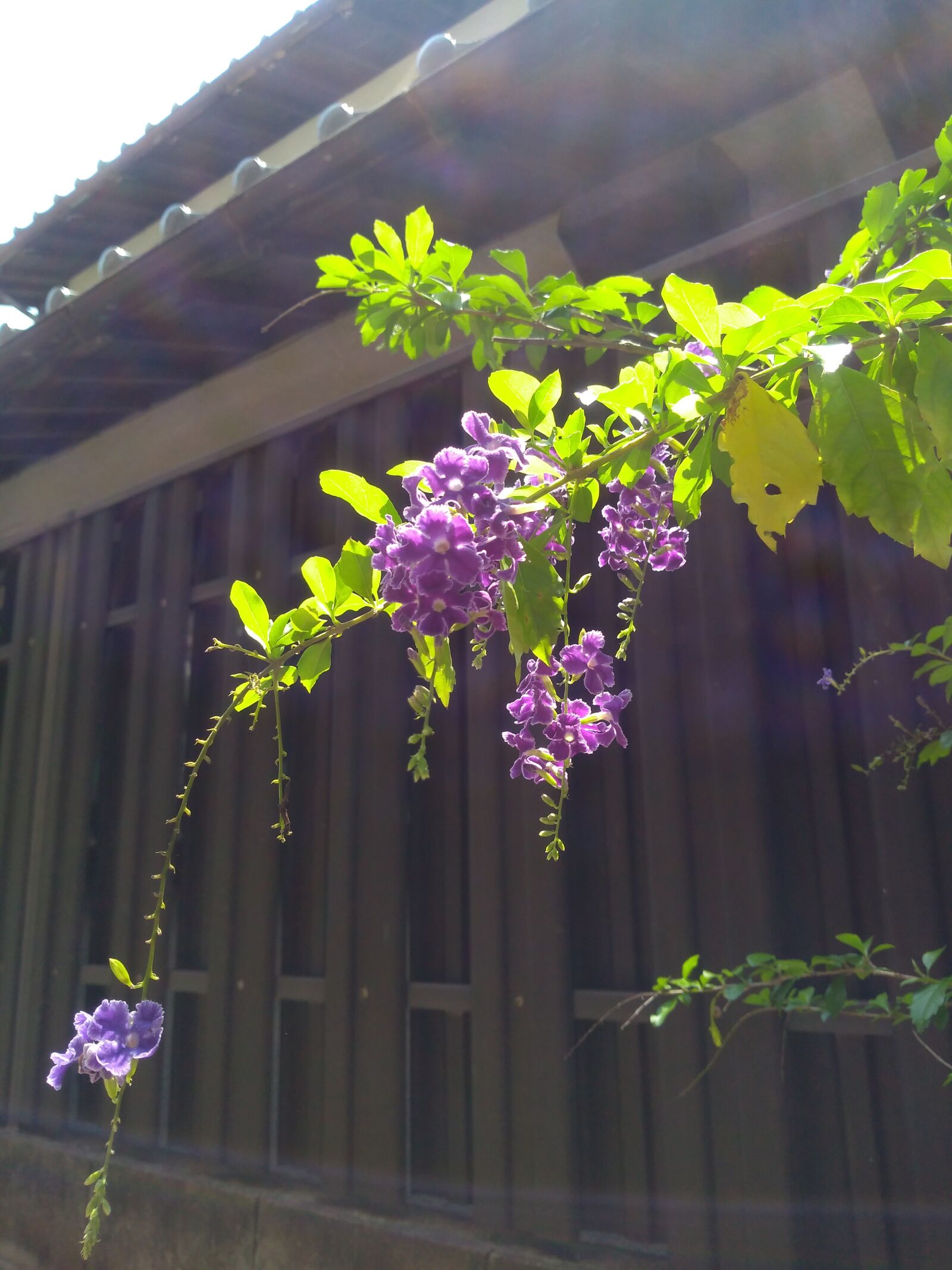 ASUS ZenFone Max M1 (ZB556KL) / ZenFone Max M1/M2/M3 (ZB555KL) sample photo. Duranta, purple, flower photography