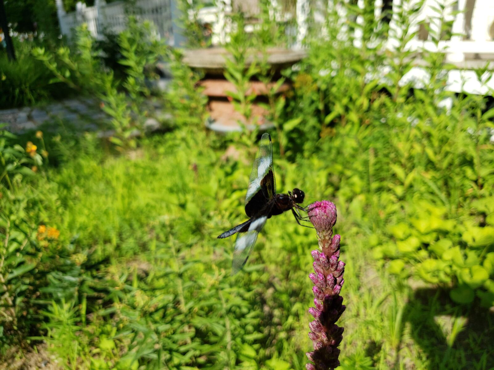 Samsung Galaxy S9 sample photo. Widow skimmer, dragonfly, black photography