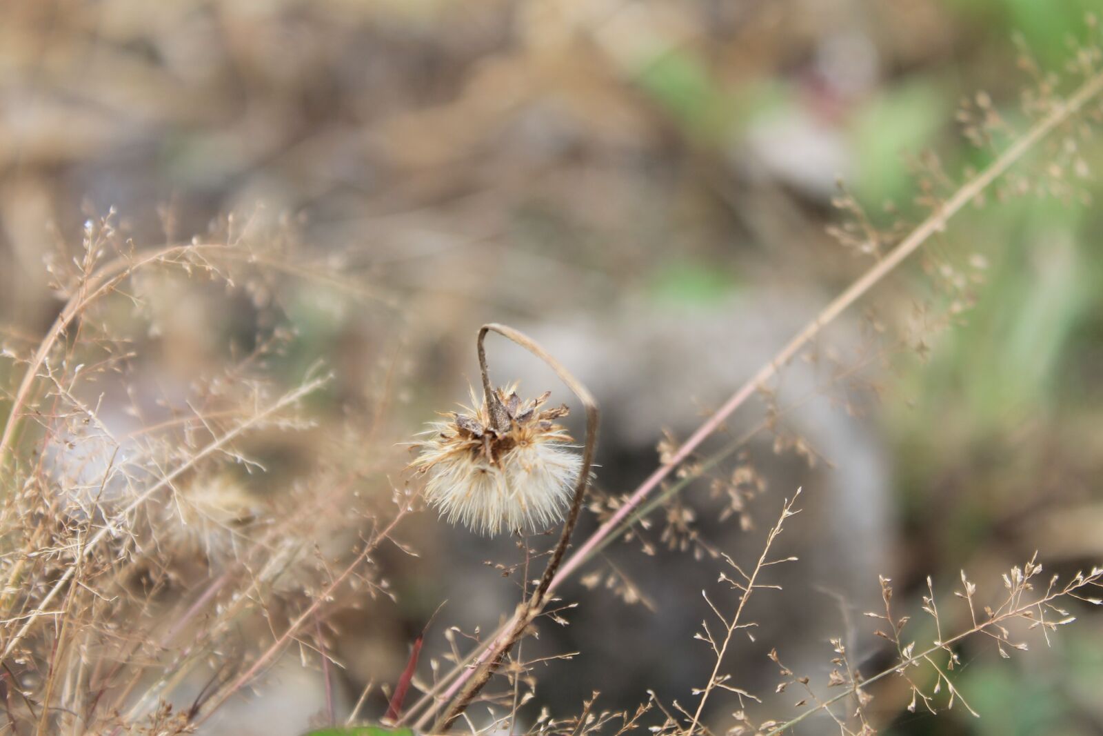 Canon EOS 1100D (EOS Rebel T3 / EOS Kiss X50) sample photo. Nature, flower, grass photography