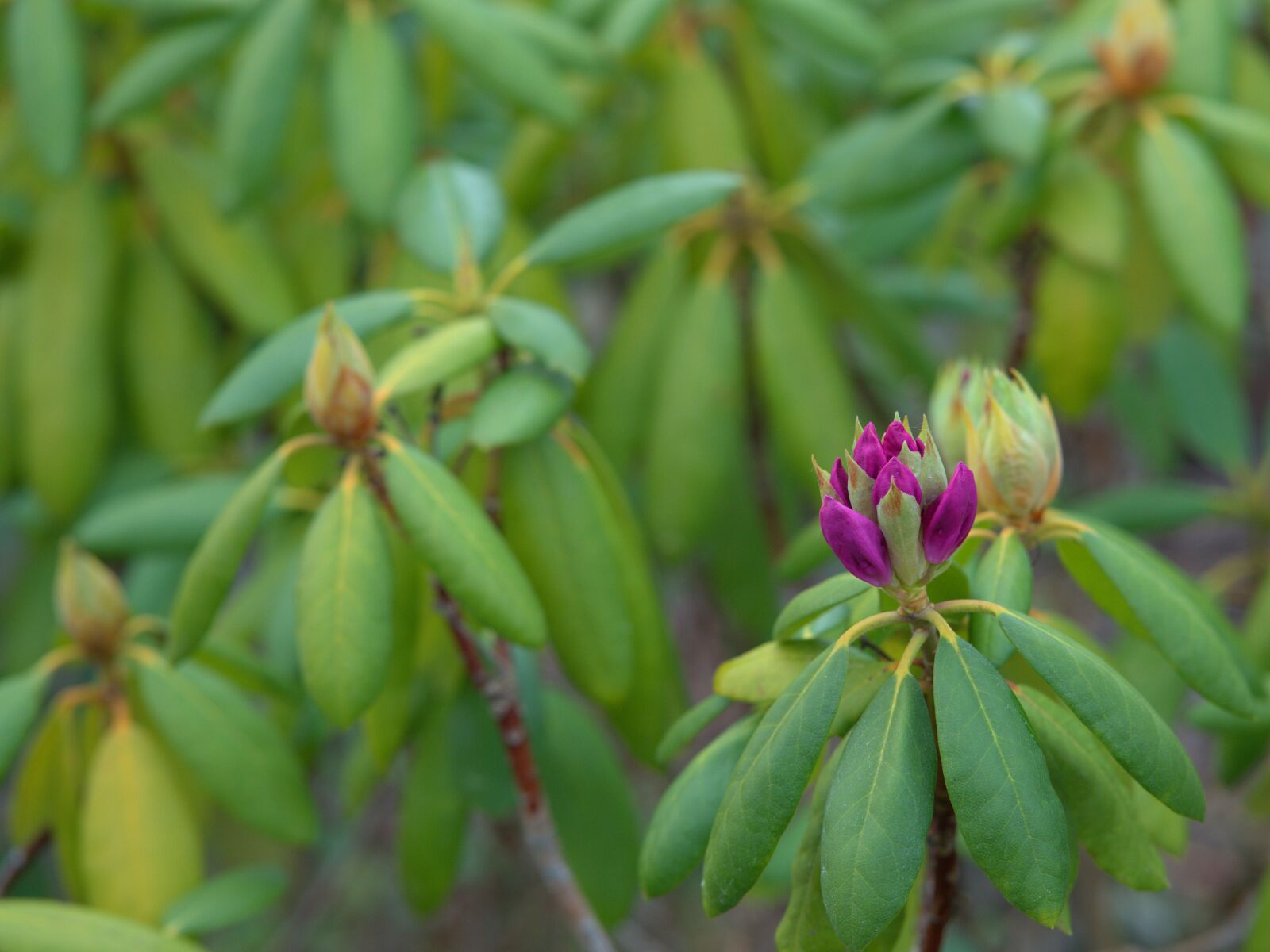 Sony a7 II + Sony FE 85mm F1.8 sample photo. Rhododendron, plant, ornamental plant photography