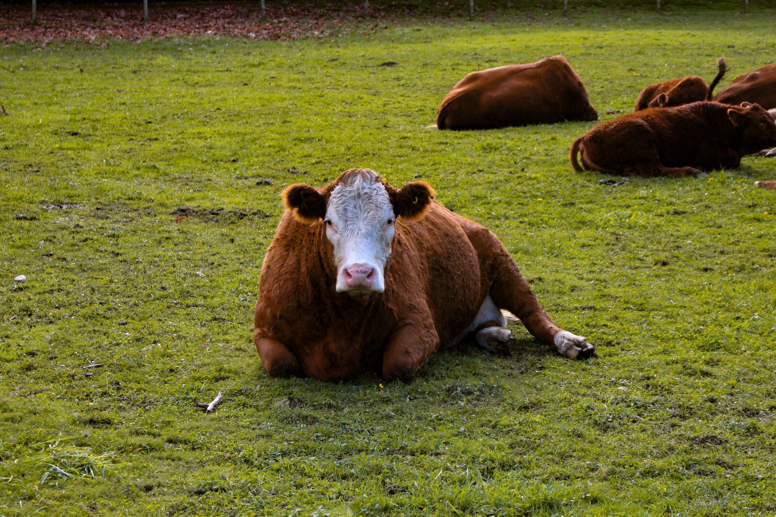 Canon EOS 700D (EOS Rebel T5i / EOS Kiss X7i) sample photo. Cow, farm, animal photography