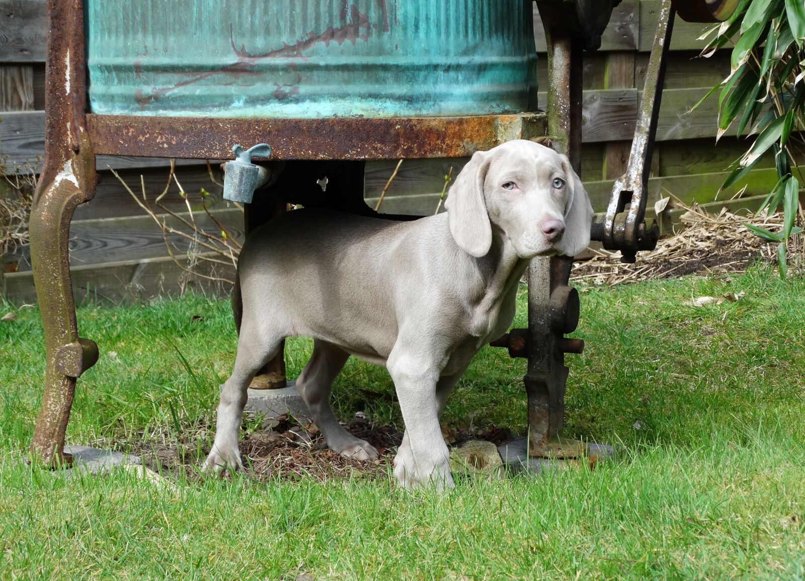 Sony Cyber-shot DSC-HX300 sample photo. Weimaraner, dog, hunting dog photography