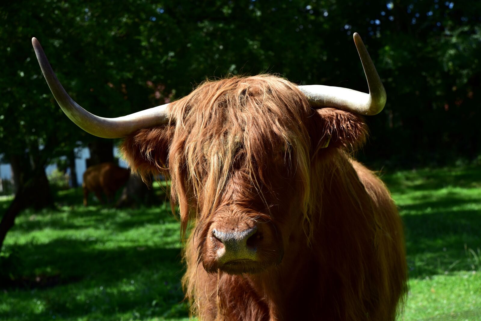 Nikon D750 sample photo. Galloway, beef, highland beef photography