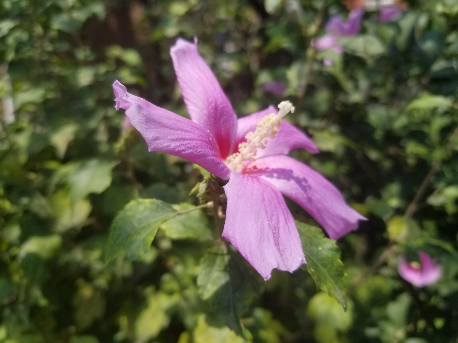 Samsung Galaxy S8 sample photo. Chinese flora, hibiscus, flower photography