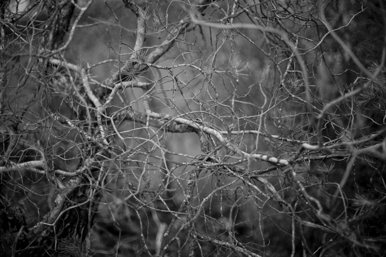 Canon EF 50mm F1.4 USM sample photo. Branches, forest, black and photography