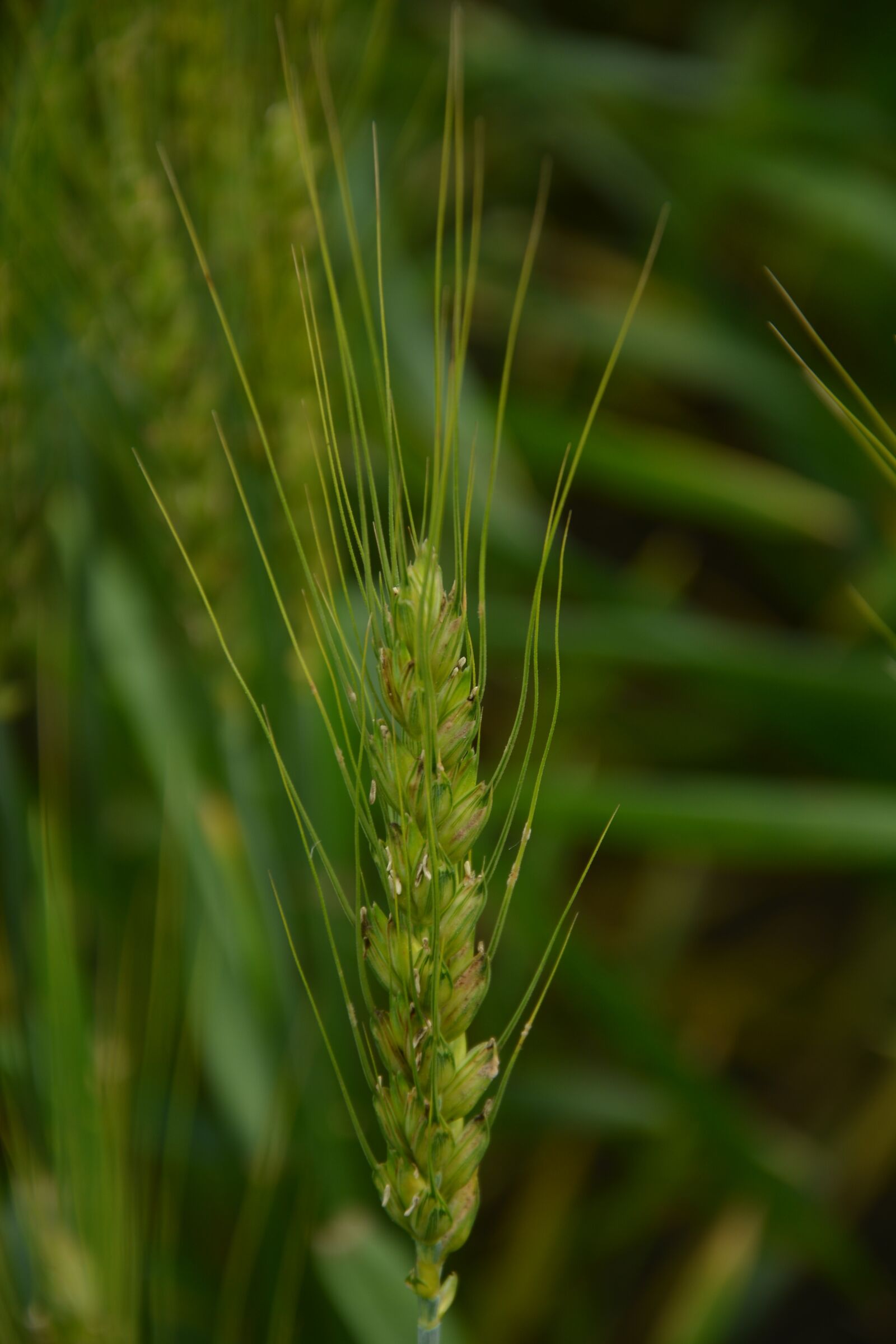 Nikon D5200 sample photo. Wheat, green, static photography