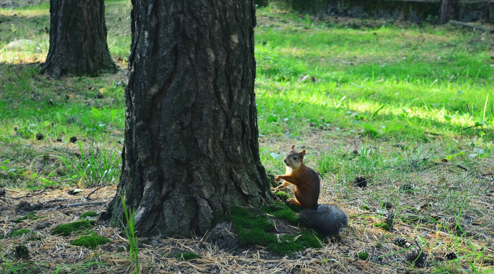 Nikon D5100 sample photo. Nature, animals, squirrel photography