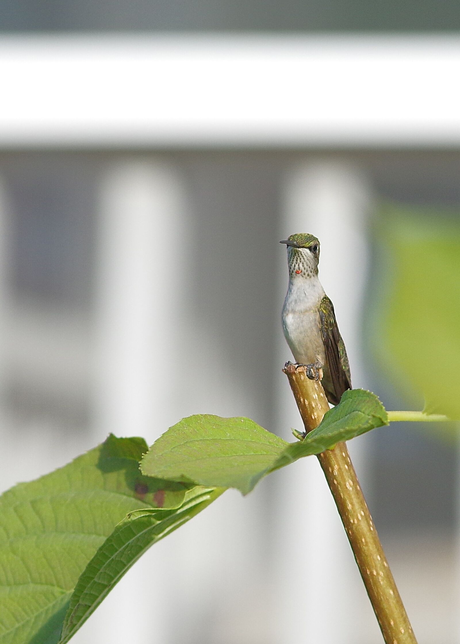 Pentax K-3 sample photo. Hummingbird, plant, sitting photography