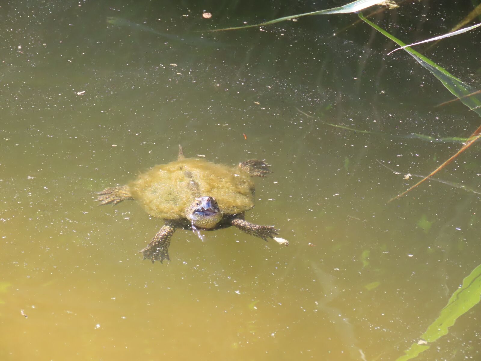 Canon PowerShot SX70 HS sample photo. Turtle, pond, reptile photography