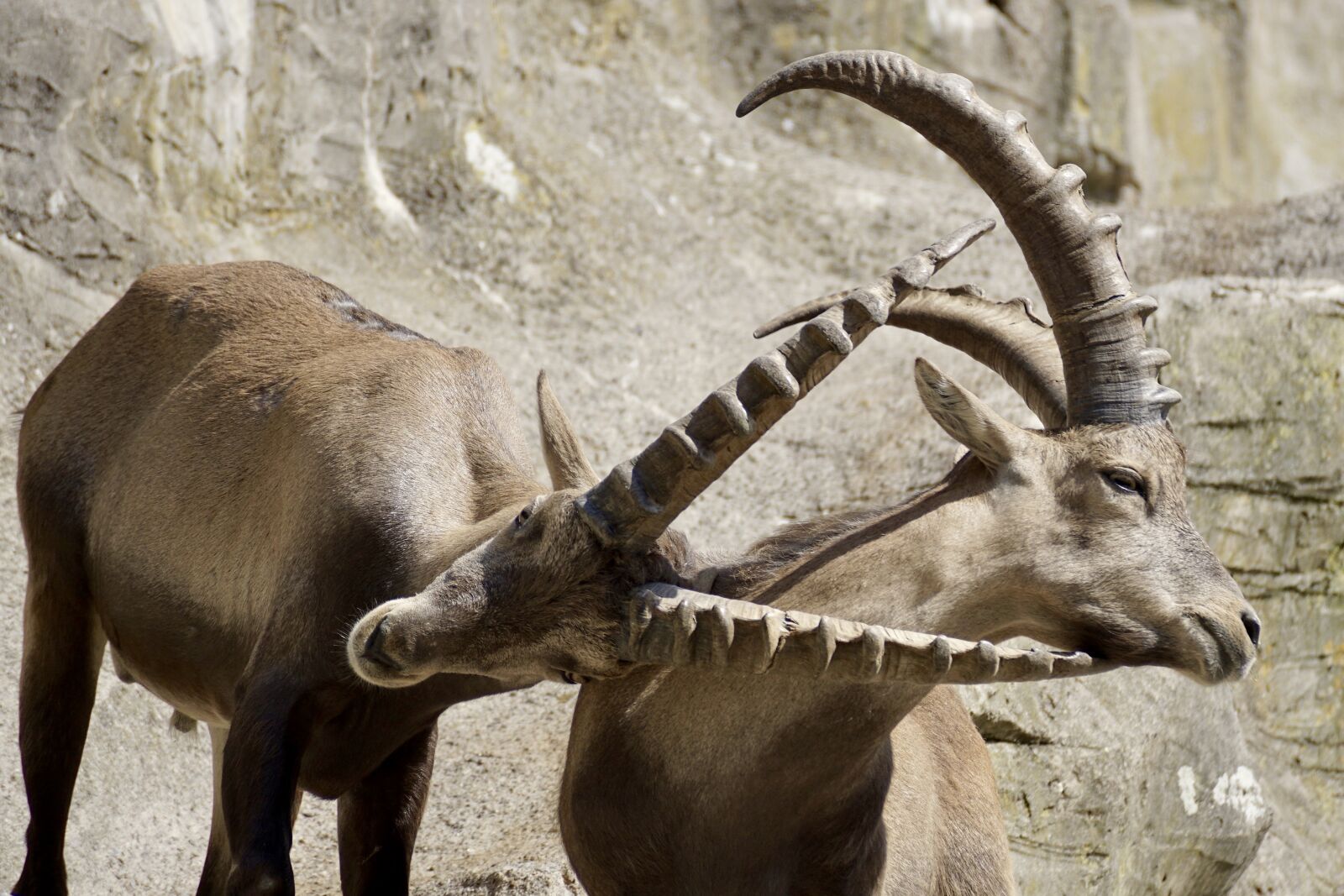 Sony DT 55-300mm F4.5-5.6 SAM sample photo. Ibex, male, horned photography