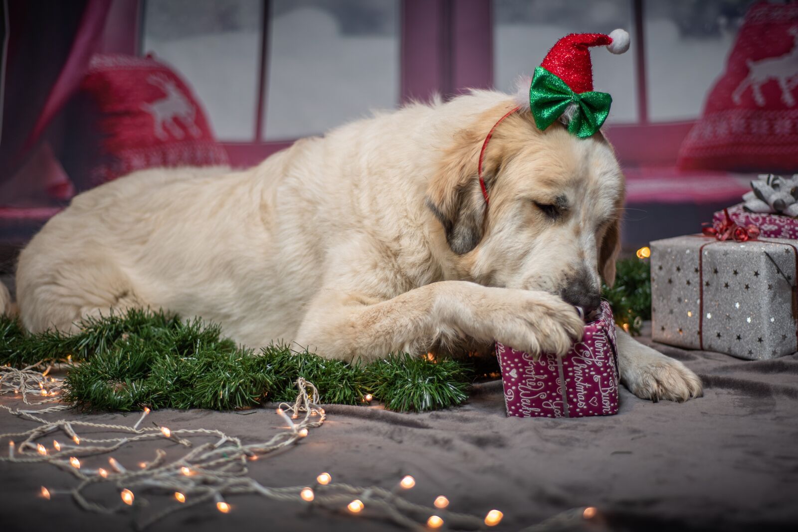 Nikon D750 sample photo. Dog, christmas, gifts photography
