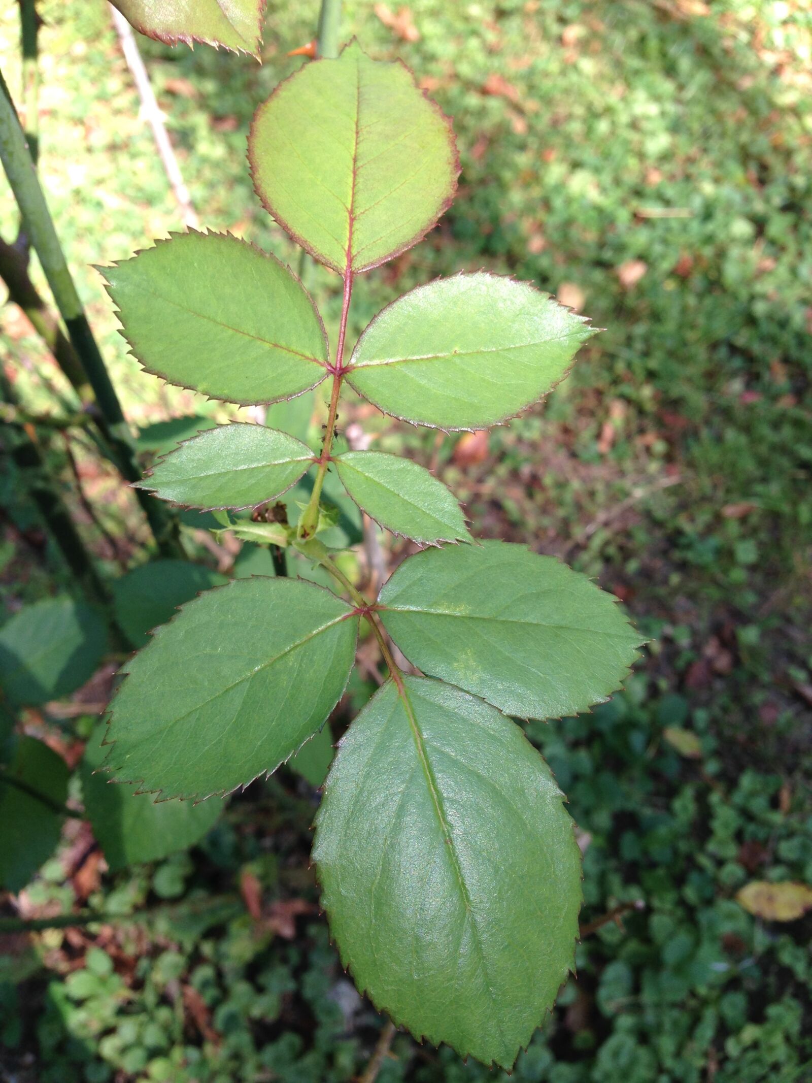 iPhone 5 back camera 4.12mm f/2.4 sample photo. Rose leaves, leaves, foliage photography