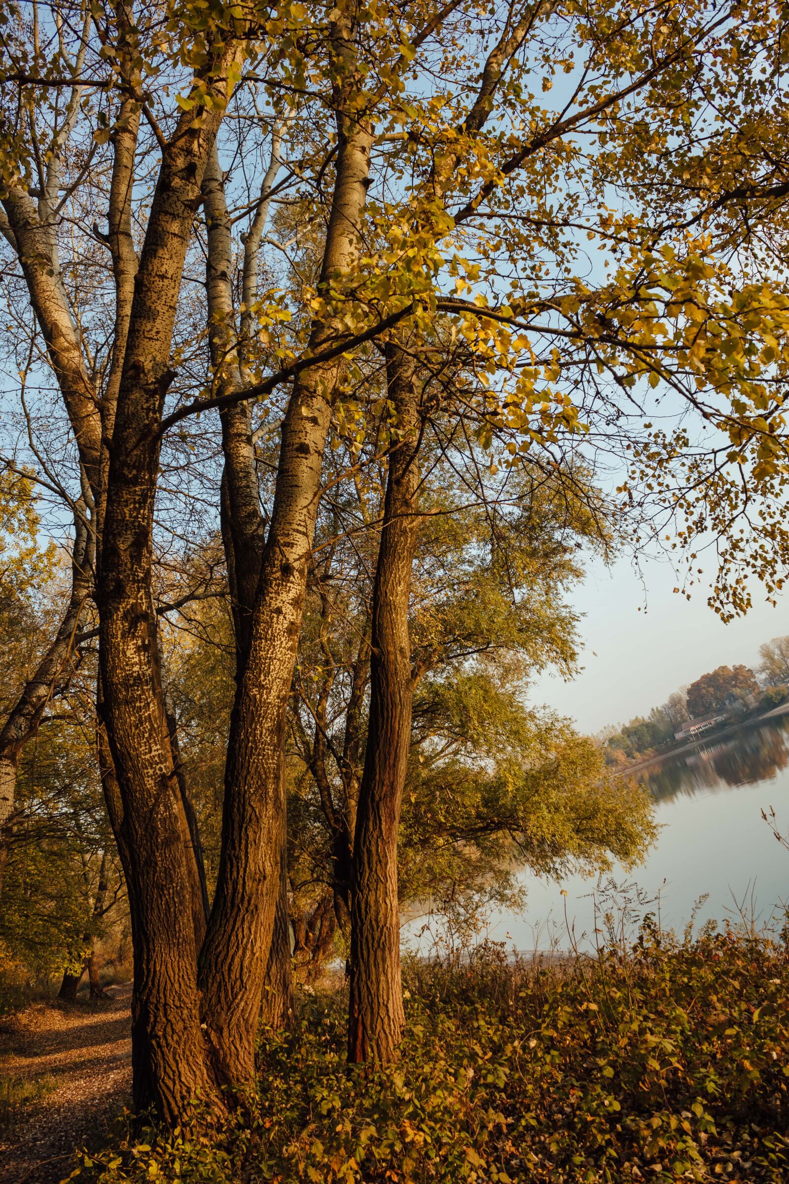 Canon EF-S 18-55mm F3.5-5.6 IS sample photo. Poplar, lakeside, autumn, forest photography