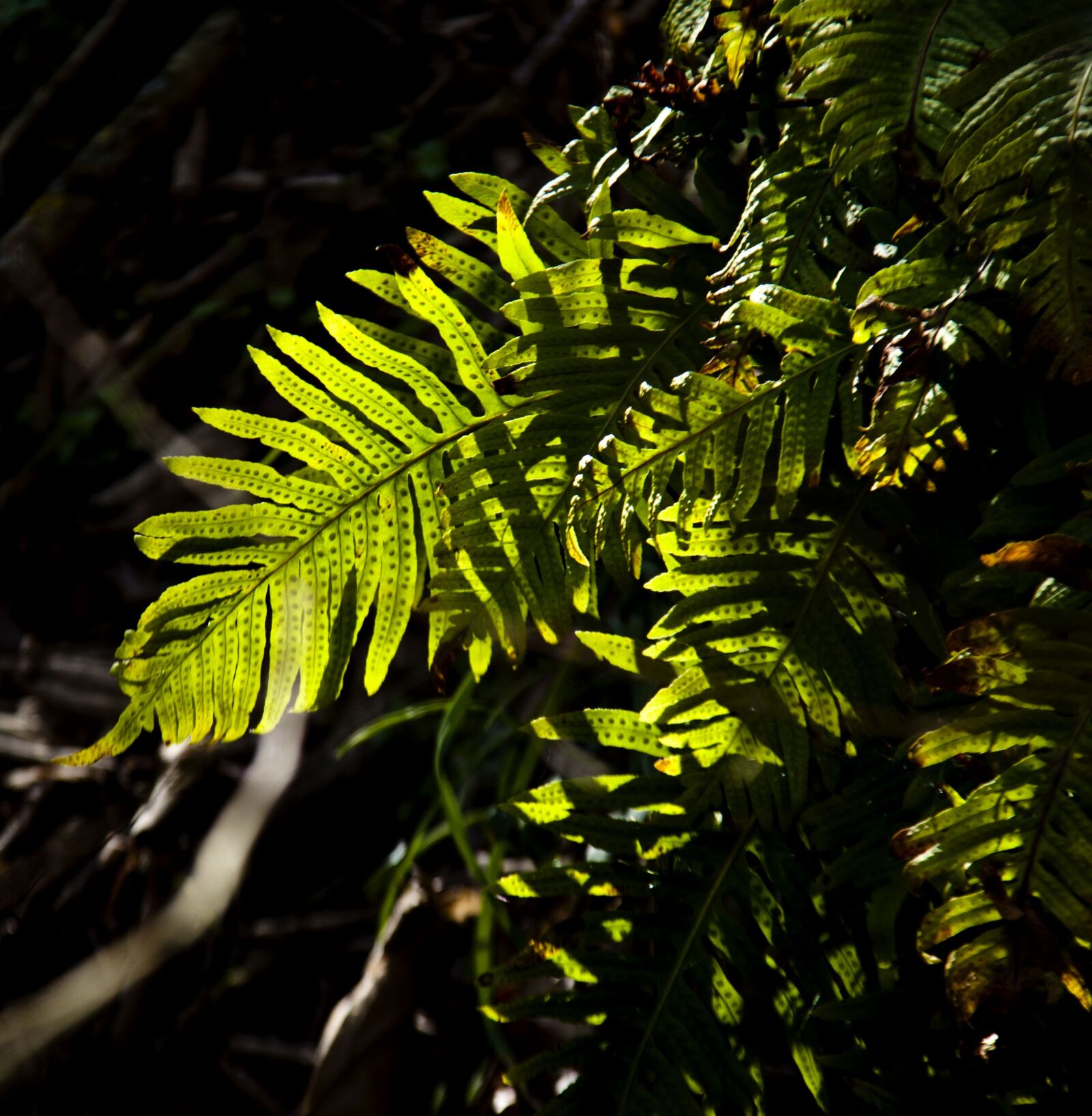 Canon EOS 500D (EOS Rebel T1i / EOS Kiss X3) sample photo. Fern, leaf, tree photography