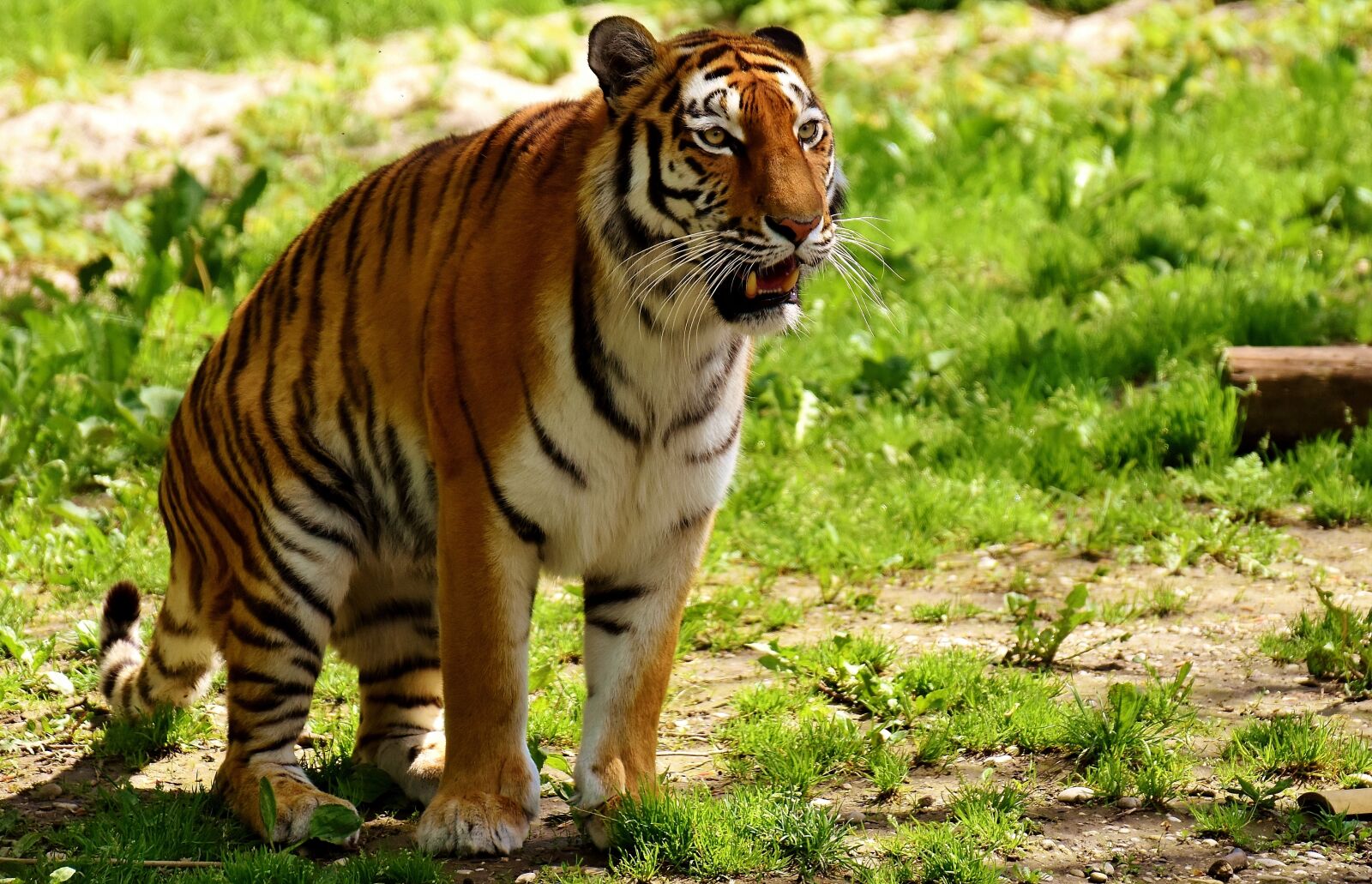 Nikon D7200 sample photo. Tiger, predator, fur photography