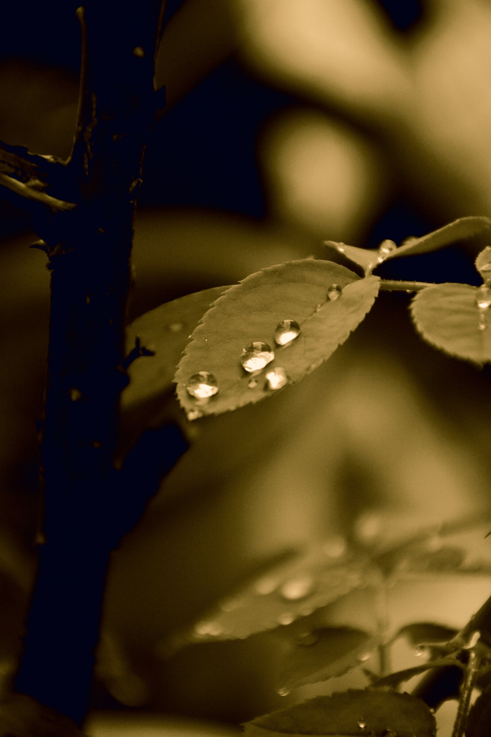 Nikon D5200 sample photo. Nature, rain, waterdrop photography