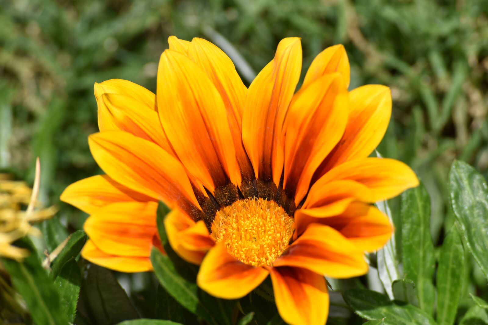 Nikon D5500 sample photo. Flora, flower, yellow photography