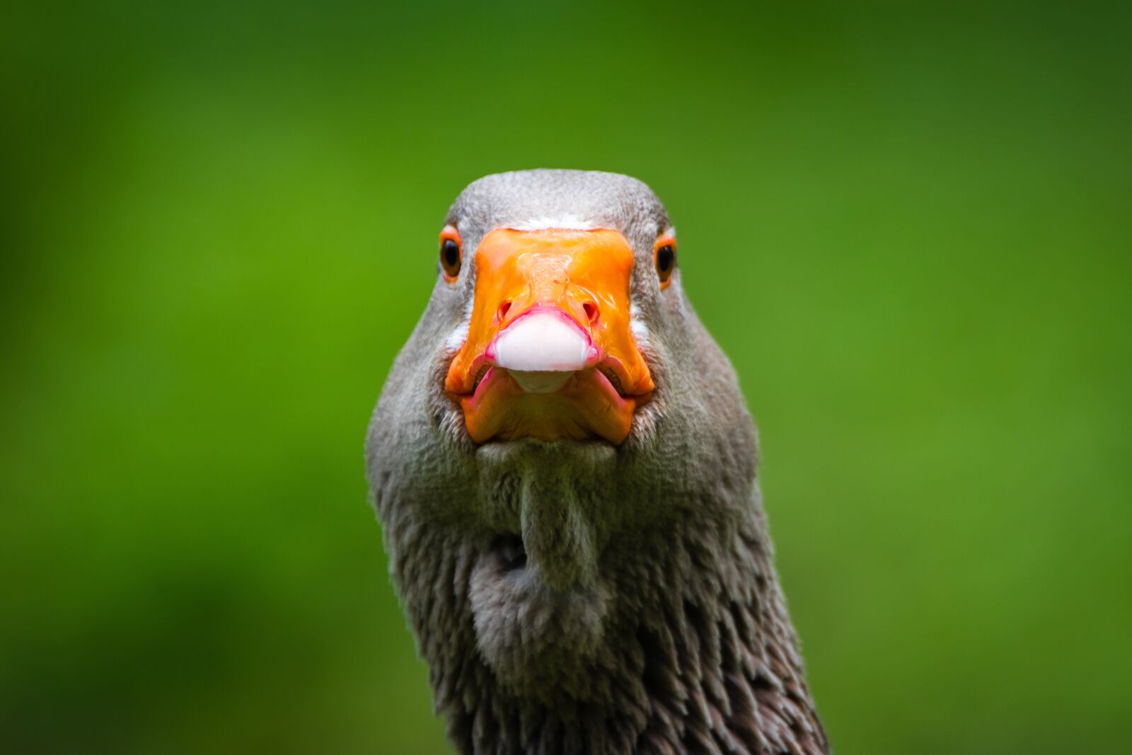Canon EOS 80D sample photo. Greylag goose, bill, goose photography