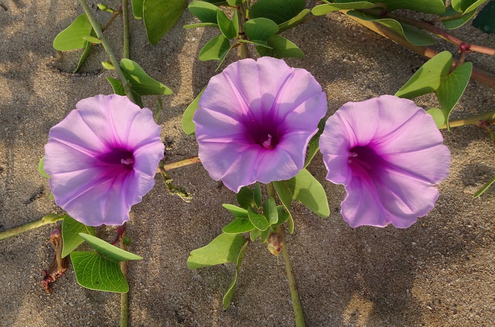 Sony Cyber-shot DSC-HX90V sample photo. Flower, railroad vine, goat's photography