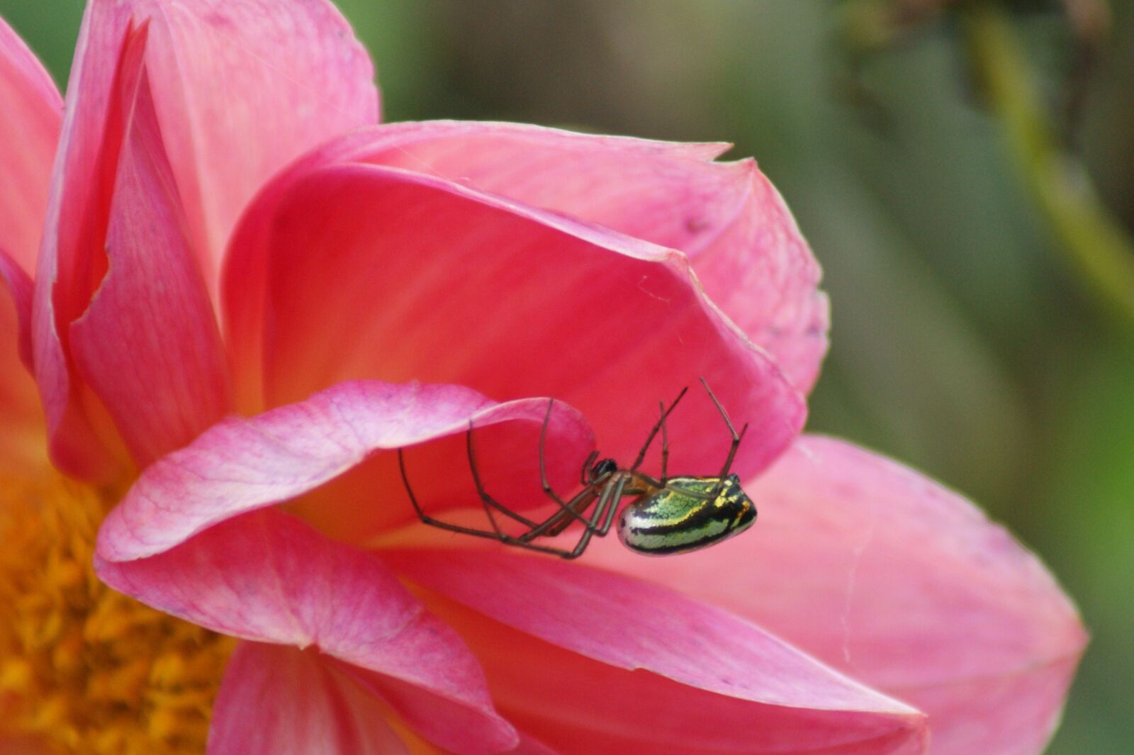 Sony Alpha DSLR-A390 sample photo. Insects, nature, finlandia photography